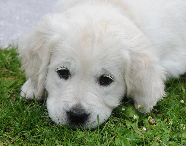 gal/Litters/Present_litter_Luciole_-_Jones_27-3-19/Puppies_Luciole_05-17-19-07.jpg