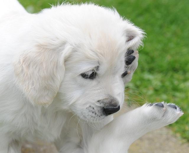 gal/Litters/Present_litter_Luciole_-_Jones_27-3-19/Puppies_Luciole_05-17-19-08.jpg