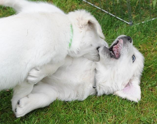 gal/Litters/Present_litter_Luciole_-_Jones_27-3-19/Puppies_Luciole_05-17-19-09.jpg