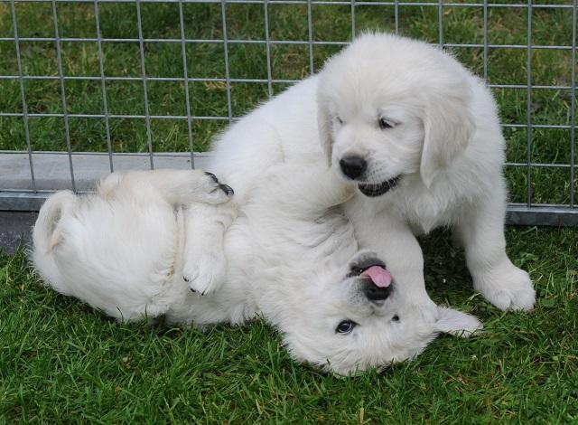 gal/Litters/Present_litter_Luciole_-_Jones_27-3-19/Puppies_Luciole_05-17-19-10.jpg