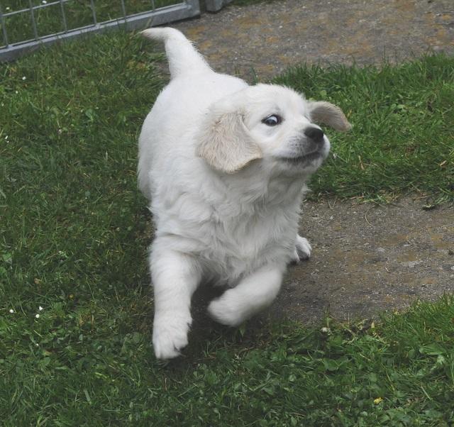 gal/Litters/Present_litter_Luciole_-_Jones_27-3-19/Puppies_Luciole_05-17-19-11.jpg