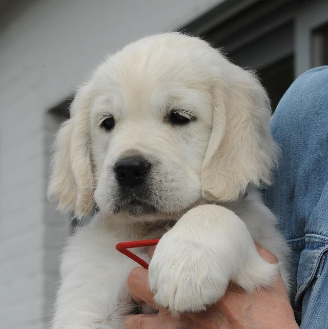 gal/Litters/Present_litter_Luciole_-_Jones_27-3-19/Puppies_Luciole_05-20-19-01.jpg