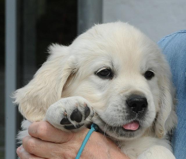 gal/Litters/Present_litter_Luciole_-_Jones_27-3-19/Puppies_Luciole_05-20-19-02.jpg