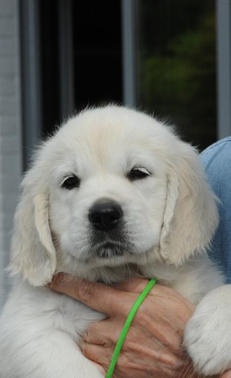 gal/Litters/Present_litter_Luciole_-_Jones_27-3-19/Puppies_Luciole_05-20-19-03.jpg