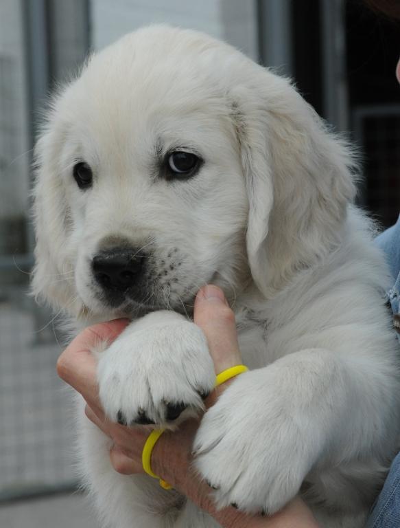 gal/Litters/Present_litter_Luciole_-_Jones_27-3-19/Puppies_Luciole_05-20-19-04.jpg