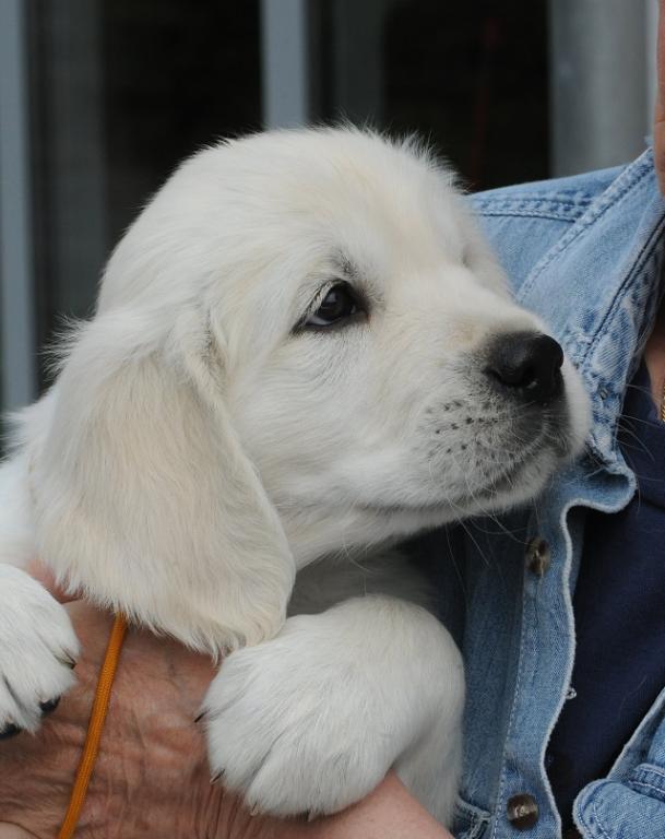 gal/Litters/Present_litter_Luciole_-_Jones_27-3-19/Puppies_Luciole_05-20-19-05.jpg