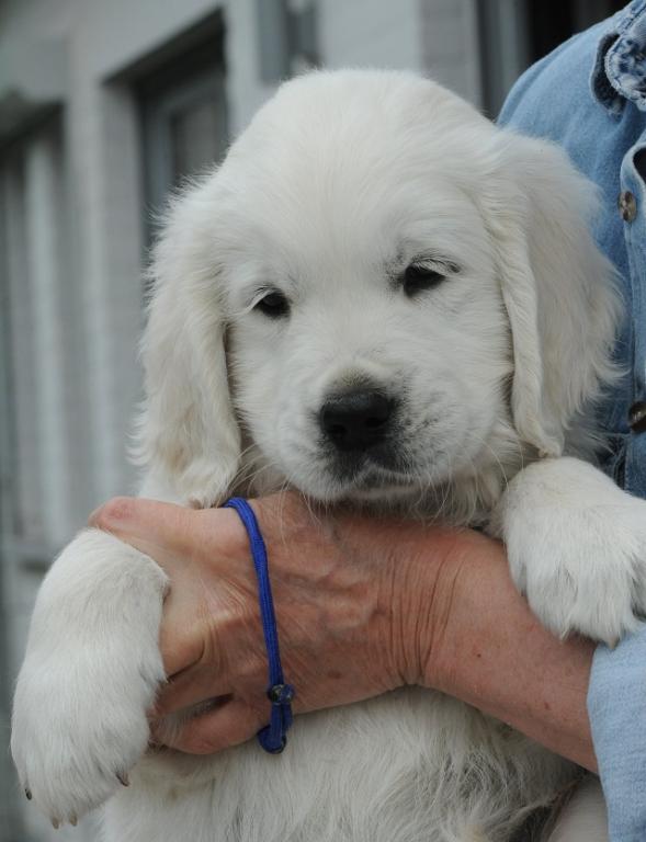 gal/Litters/Present_litter_Luciole_-_Jones_27-3-19/Puppies_Luciole_05-20-19-06.jpg