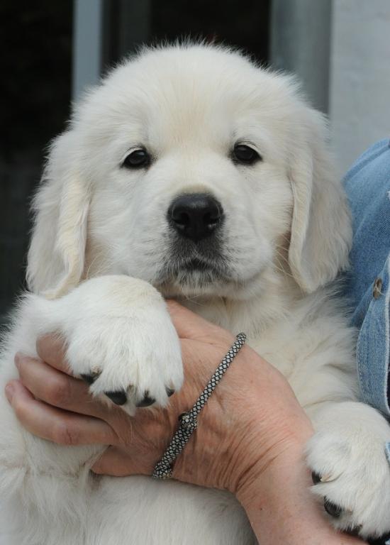 gal/Litters/Present_litter_Luciole_-_Jones_27-3-19/Puppies_Luciole_05-20-19-07.jpg