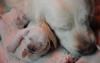 gal/Litters/Present_litter_Luciole_-_Jones_27-3-19/_thb_Puppies_Luciole_04-04-19-02.jpg