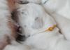 gal/Litters/Present_litter_Luciole_-_Jones_27-3-19/_thb_Puppies_Luciole_04-04-19-04.jpg