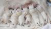 gal/Litters/Present_litter_Luciole_-_Jones_27-3-19/_thb_Puppies_Luciole_04-04-19-05.jpg