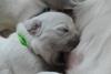 gal/Litters/Present_litter_Luciole_-_Jones_27-3-19/_thb_Puppies_Luciole_04-05-19-04.jpg