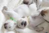 gal/Litters/Present_litter_Luciole_-_Jones_27-3-19/_thb_Puppies_Luciole_04-05-19-06.jpg