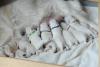 gal/Litters/Present_litter_Luciole_-_Jones_27-3-19/_thb_Puppies_Luciole_04-05-19-07.jpg