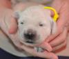 gal/Litters/Present_litter_Luciole_-_Jones_27-3-19/_thb_Puppies_Luciole_04-06-19-03.jpg