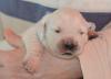 gal/Litters/Present_litter_Luciole_-_Jones_27-3-19/_thb_Puppies_Luciole_04-06-19-06.jpg