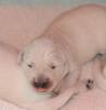 gal/Litters/Present_litter_Luciole_-_Jones_27-3-19/_thb_Puppies_Luciole_04-06-19-07.jpg