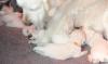 gal/Litters/Present_litter_Luciole_-_Jones_27-3-19/_thb_Puppies_Luciole_04-09-03.jpg