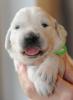 gal/Litters/Present_litter_Luciole_-_Jones_27-3-19/_thb_Puppies_Luciole_04-09-04.jpg