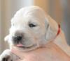 gal/Litters/Present_litter_Luciole_-_Jones_27-3-19/_thb_Puppies_Luciole_04-09-05.jpg