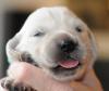 gal/Litters/Present_litter_Luciole_-_Jones_27-3-19/_thb_Puppies_Luciole_04-09-06.jpg