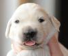 gal/Litters/Present_litter_Luciole_-_Jones_27-3-19/_thb_Puppies_Luciole_04-09-10.jpg