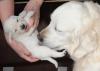 gal/Litters/Present_litter_Luciole_-_Jones_27-3-19/_thb_Puppies_Luciole_04-12-19-01.jpg