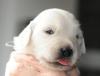 gal/Litters/Present_litter_Luciole_-_Jones_27-3-19/_thb_Puppies_Luciole_04-12-19-03.jpg