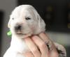 gal/Litters/Present_litter_Luciole_-_Jones_27-3-19/_thb_Puppies_Luciole_04-12-19-04.jpg