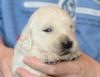 gal/Litters/Present_litter_Luciole_-_Jones_27-3-19/_thb_Puppies_Luciole_04-12-19-07.jpg