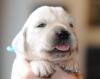 gal/Litters/Present_litter_Luciole_-_Jones_27-3-19/_thb_Puppies_Luciole_04-12-19-09.jpg