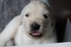 gal/Litters/Present_litter_Luciole_-_Jones_27-3-19/_thb_Puppies_Luciole_04-16-19-1.jpg