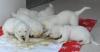 gal/Litters/Present_litter_Luciole_-_Jones_27-3-19/_thb_Puppies_Luciole_04-19-19-01.jpg