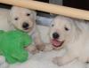 gal/Litters/Present_litter_Luciole_-_Jones_27-3-19/_thb_Puppies_Luciole_04-19-19-05.jpg