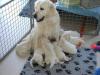 gal/Litters/Present_litter_Luciole_-_Jones_27-3-19/_thb_Puppies_Luciole_04-21-19-01.jpg