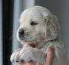 gal/Litters/Present_litter_Luciole_-_Jones_27-3-19/_thb_Puppies_Luciole_04-26-19-01.jpg