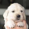 gal/Litters/Present_litter_Luciole_-_Jones_27-3-19/_thb_Puppies_Luciole_04-26-19-02.jpg