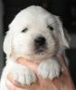 gal/Litters/Present_litter_Luciole_-_Jones_27-3-19/_thb_Puppies_Luciole_04-26-19-04.jpg