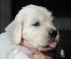 gal/Litters/Present_litter_Luciole_-_Jones_27-3-19/_thb_Puppies_Luciole_04-26-19-05.jpg