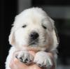 gal/Litters/Present_litter_Luciole_-_Jones_27-3-19/_thb_Puppies_Luciole_04-26-19-06.jpg