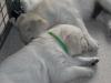 gal/Litters/Present_litter_Luciole_-_Jones_27-3-19/_thb_Puppies_Luciole_05-03-19-03.jpg