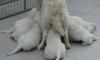 gal/Litters/Present_litter_Luciole_-_Jones_27-3-19/_thb_Puppies_Luciole_05-05-19-02.jpg