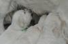 gal/Litters/Present_litter_Luciole_-_Jones_27-3-19/_thb_Puppies_Luciole_05-05-19-03.jpg