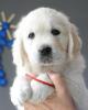 gal/Litters/Present_litter_Luciole_-_Jones_27-3-19/_thb_Puppies_Luciole_05-08-19-03.jpg