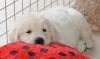 gal/Litters/Present_litter_Luciole_-_Jones_27-3-19/_thb_Puppies_Luciole_05-12-19-02.jpg