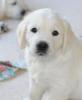 gal/Litters/Present_litter_Luciole_-_Jones_27-3-19/_thb_Puppies_Luciole_05-12-19-06.jpg