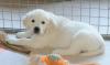 gal/Litters/Present_litter_Luciole_-_Jones_27-3-19/_thb_Puppies_Luciole_05-17-19-01.jpg