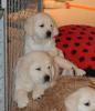 gal/Litters/Present_litter_Luciole_-_Jones_27-3-19/_thb_Puppies_Luciole_05-17-19-03.jpg