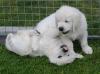 gal/Litters/Present_litter_Luciole_-_Jones_27-3-19/_thb_Puppies_Luciole_05-17-19-10.jpg