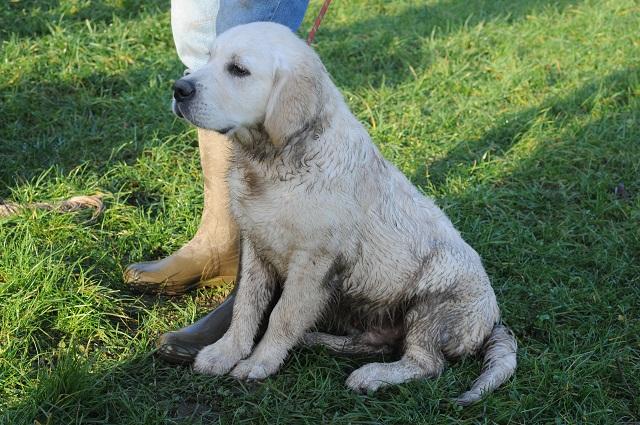 gal/Progeny/litter_Gilda-Silver_2013/MAGNUM_at_school_28-12-13.jpg